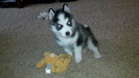 Siberian Husky Puppies