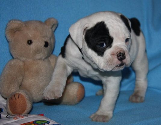 Bulldog Puppies