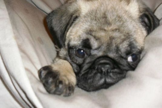 Darla the Pug