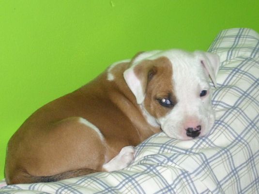 Bulldog Puppies