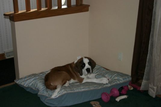 Saint Bernard Puppies