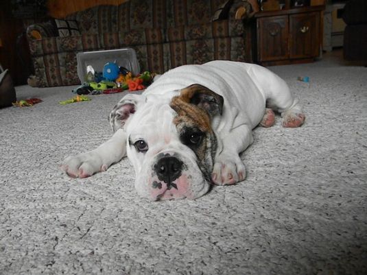 Bulldog Puppies