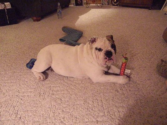 Bulldog Puppies