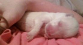 Cute Puppy: Dudley the Miracle Pup Cute Puppy: Dudley the Miracle Pup