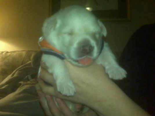 Cute Puppy: Dudley the Miracle Pup Cute Puppy: Dudley the Miracle Pup