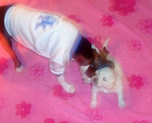 Cute Puppy: Dudley the Miracle Pup Cute Puppy: Dudley the Miracle Pup