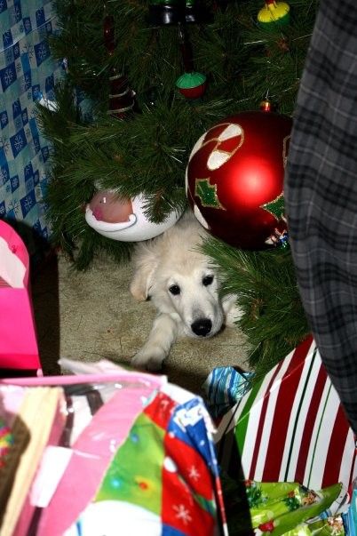 Cute Puppy: Dudley the Miracle Pup