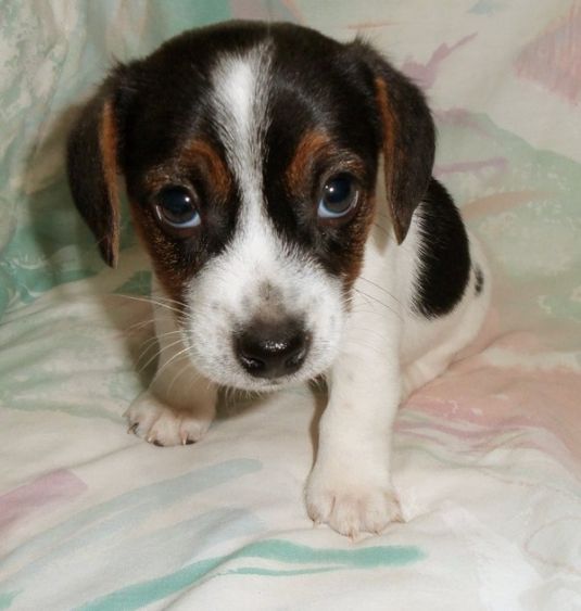 cute puppies jack russell