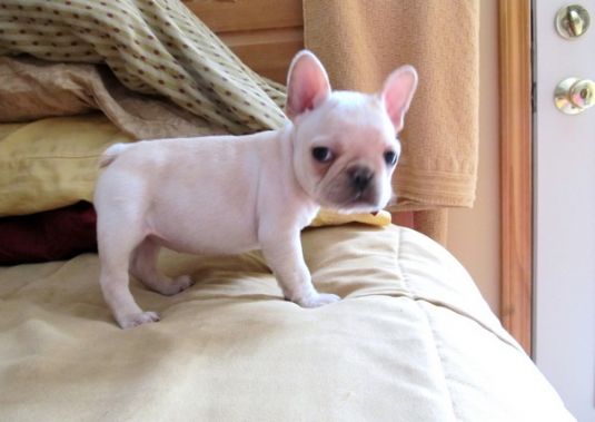 Fergie the French Bulldog