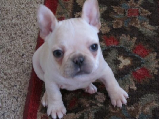 Fergie the French Bulldog