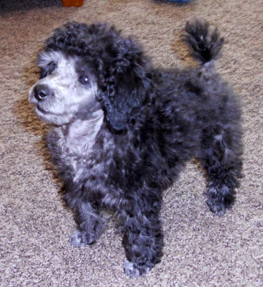 silver mini poodle