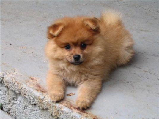 Foxy the Pomeranian