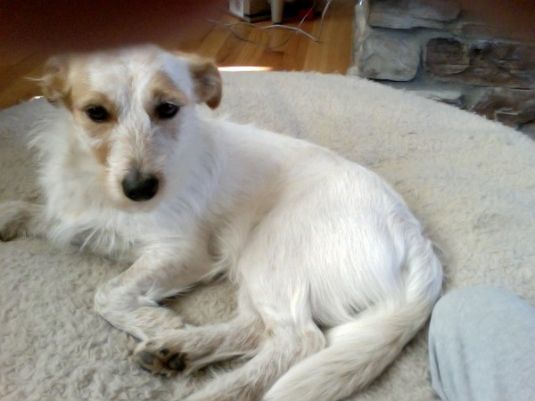 Jack Russell Terrier Puppies