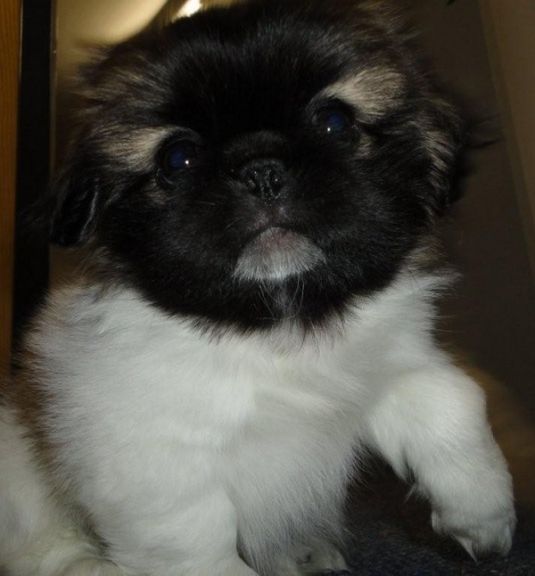 Gizmo the Picky Pekingese