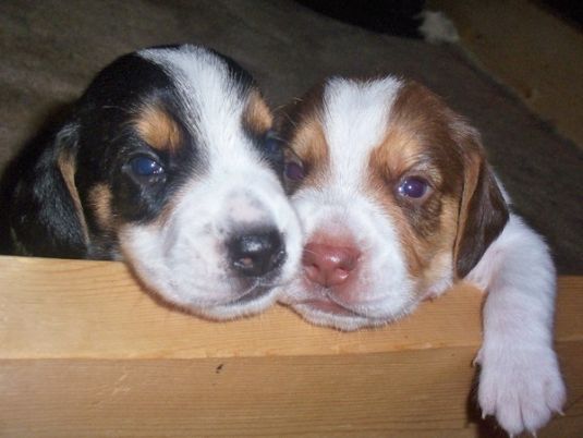 Cute Puppy: Griffin and Bentley