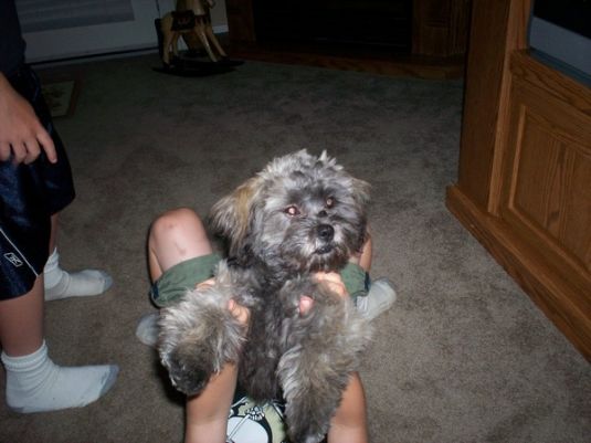 Griffin the Toy Shih Poo