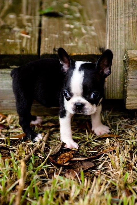 Cute Puppy: Harley