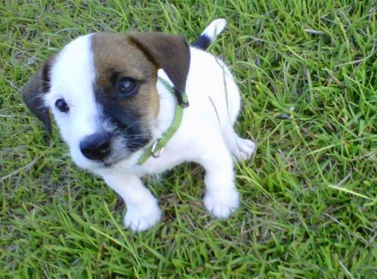 Harley the Jack Russel