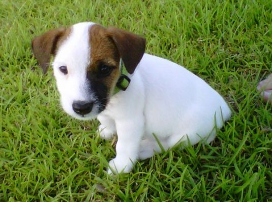 Harley the Jack Russel