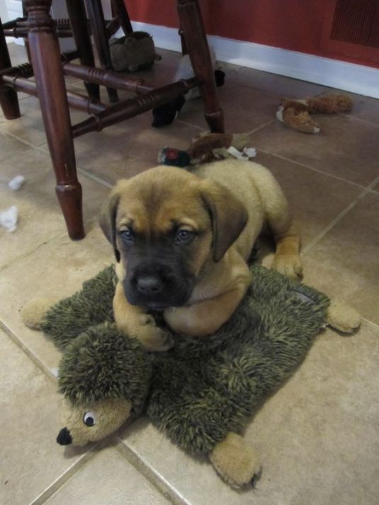 Mastiff Puppies