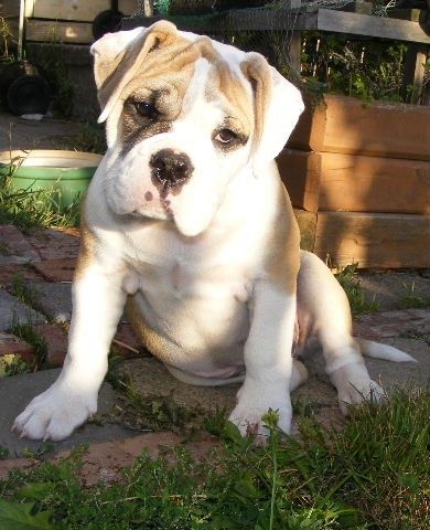 Hollywood the Australian Bulldog