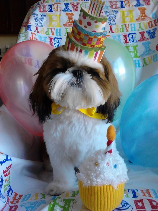 Shih Tzu Puppies