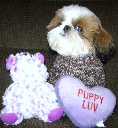 Shih Tzu Puppies