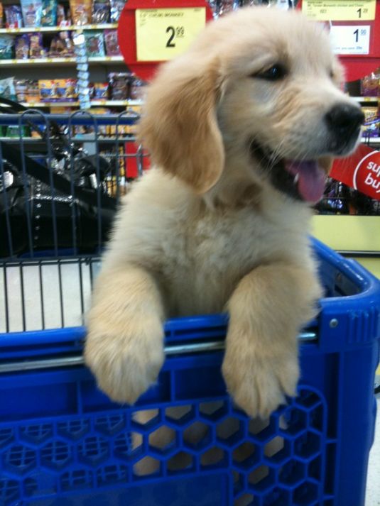 Golden Retriever Puppies