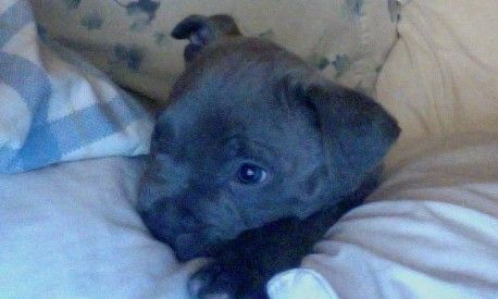 Jaxson the Beach Dog Small Puppies