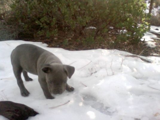 Jaxson the Beach Dog Small Puppies