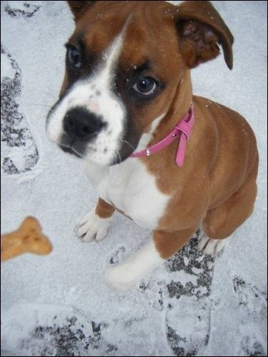 Cute Puppy: Jazz the Rabbit Loving Boxer