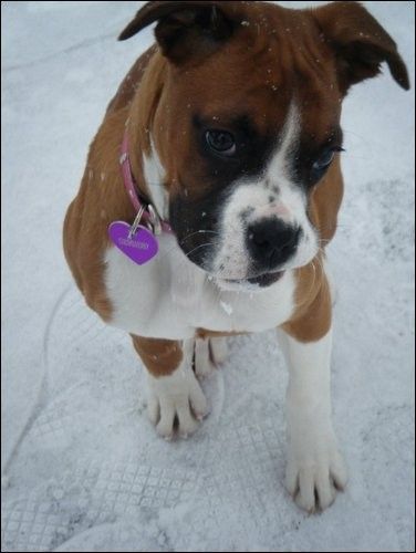 Cute Puppy: Jazz the Rabbit Loving Boxer