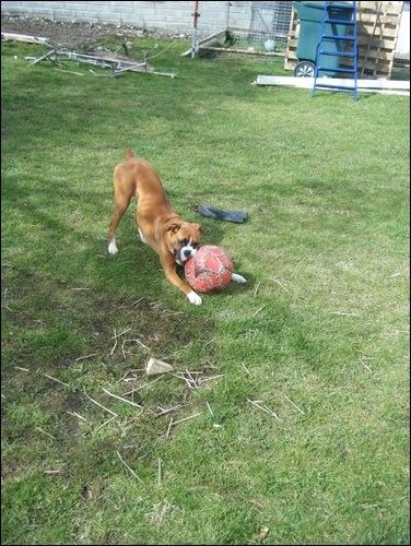 Cute Puppy: Jazz the Rabbit Loving Boxer