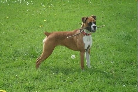 Cute Puppy: Jazz the Rabbit Loving Boxer