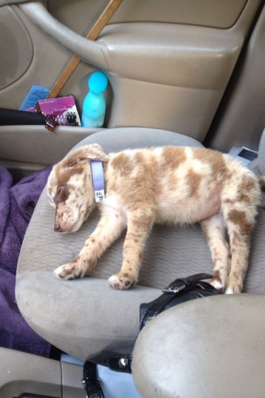 Australian Shepherd Puppies