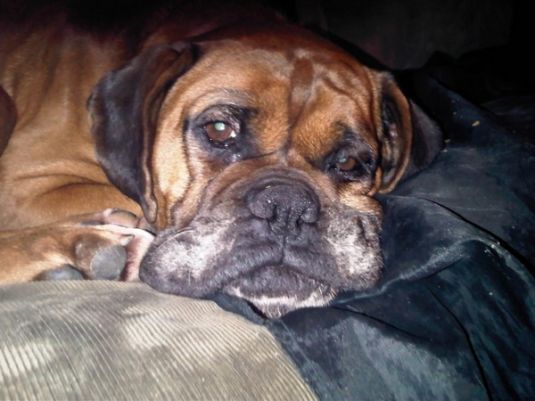 Judy Likes Her New Home Boxer Puppies