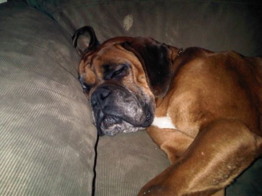 Judy Likes Her New Home Boxer Puppies
