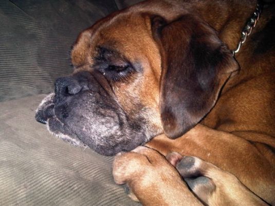 Judy Likes Her New Home Boxer Puppies