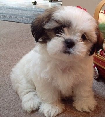 Kaithlen the Shih Tzu