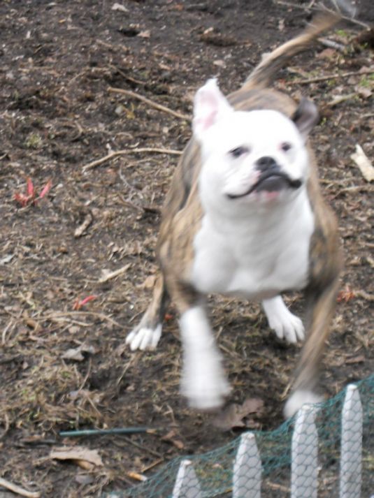 Bulldog Puppies