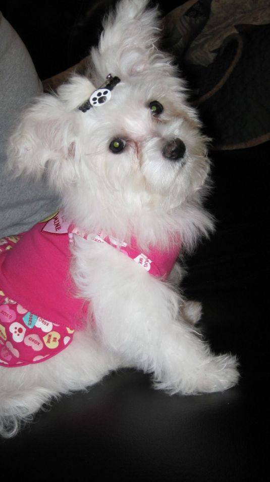 Khloe Sue McGhee the Maltese Small Puppies