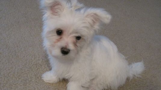 Khloe Sue McGhee the Maltese Small Puppies