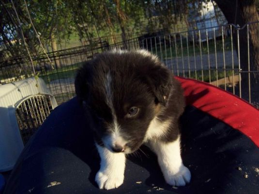 Australian Shepherd Puppies