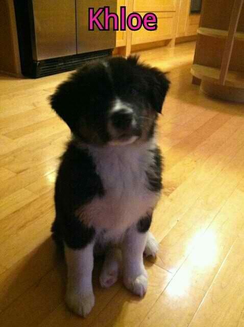 Australian Shepherd Puppies