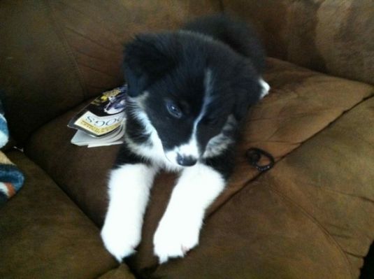 Australian Shepherd Puppies