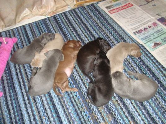 Kiara, Tank, Winston, Bella, Sandy, Scipioni Puppy, Elly, Dopey