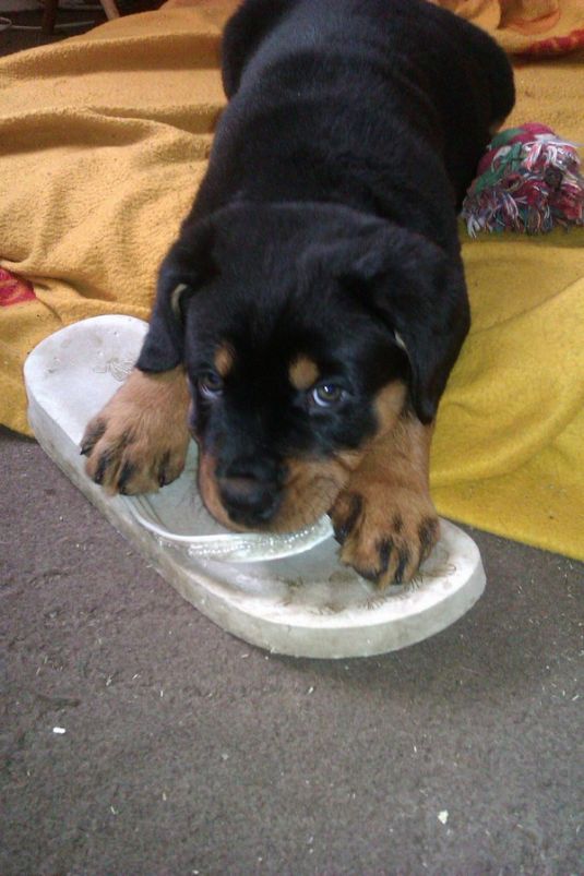 Rottweiler Puppies