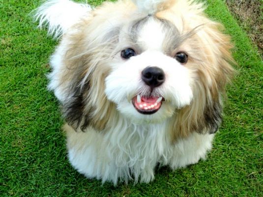 Shih Tzu Puppies