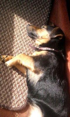 Cute Puppy: Lazy Daisy