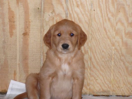 Golden Retriever Puppies